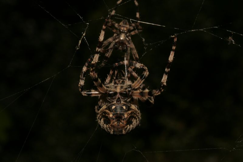 Danza nunziale: Araneus angulatus